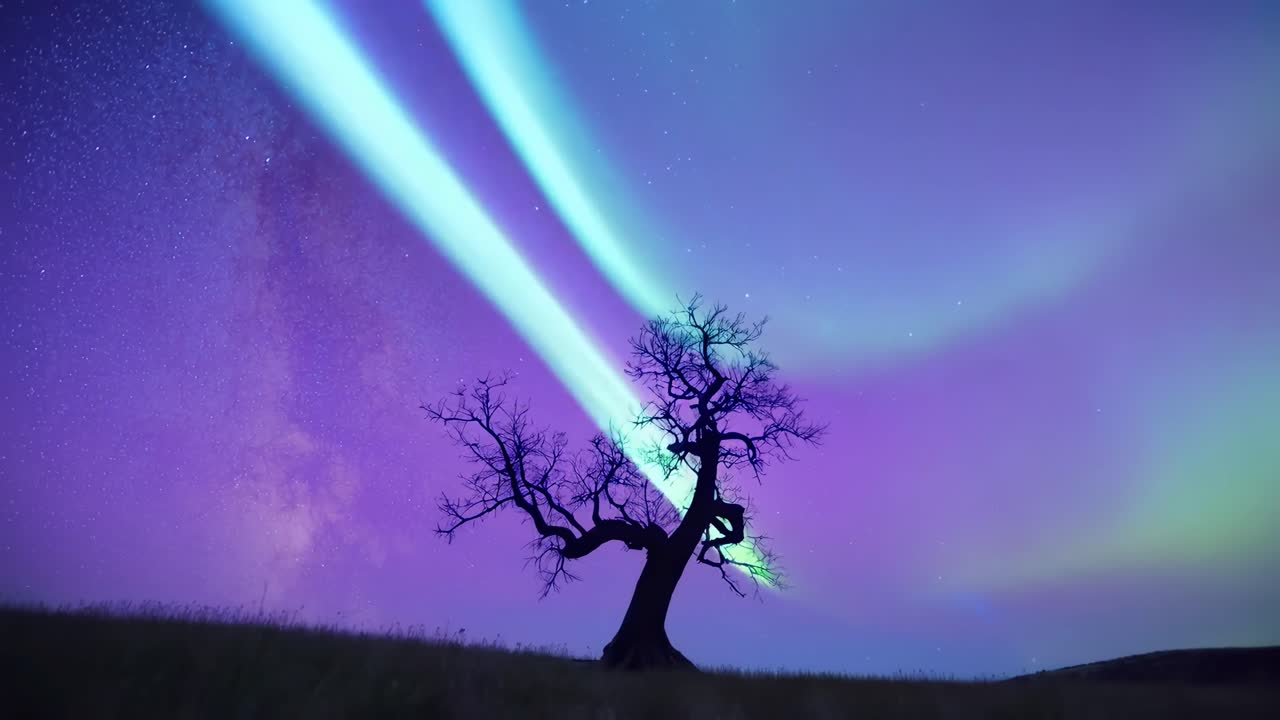Video grandangolare di un albero in silhouette contro una vibrante aurora e un cielo notturno stellato