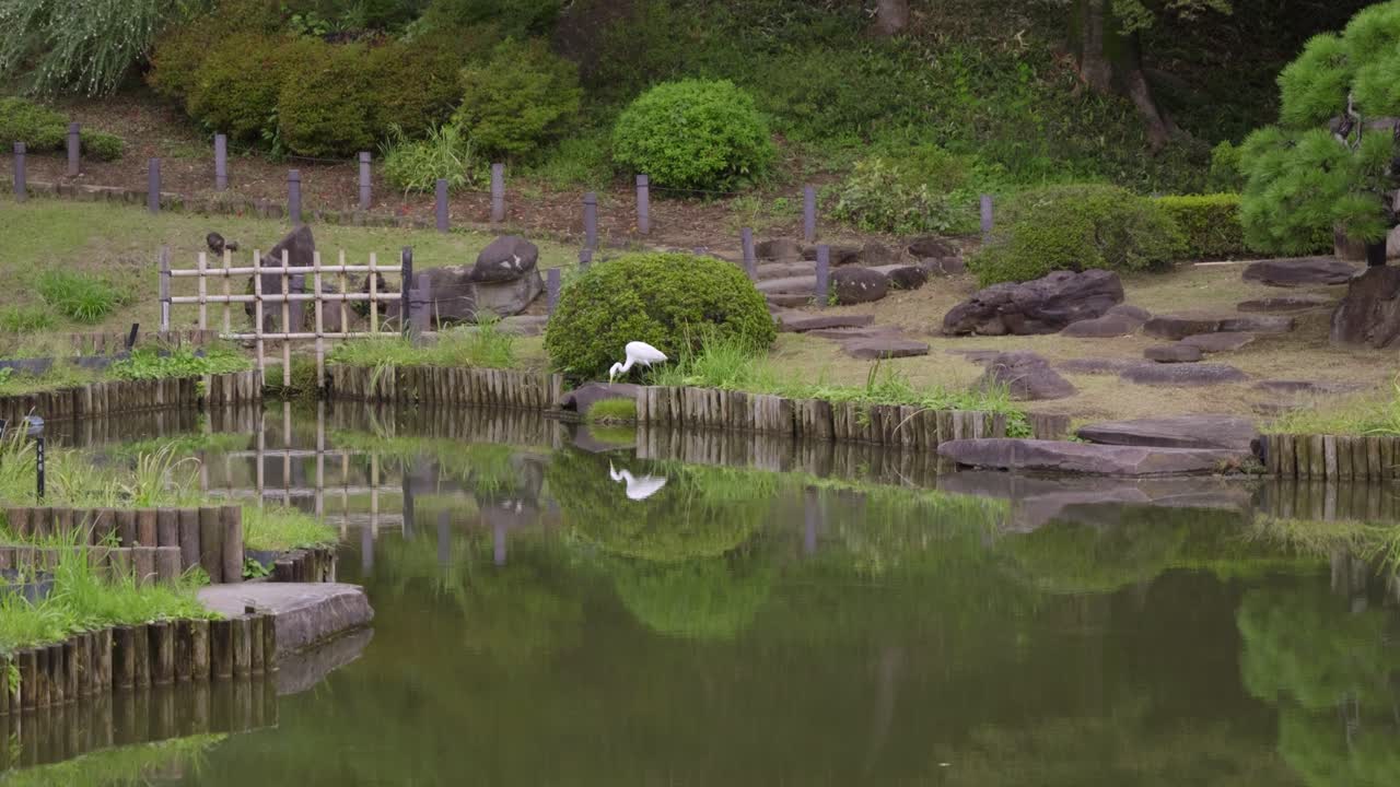 Cautious white crane hunting for fish in pond