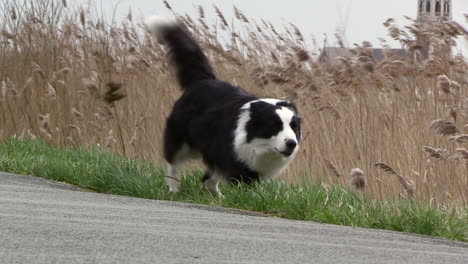 un perro orinando en un día muy ventoso con una pequeña iglesia en el fondo, border collie blanco y negro
