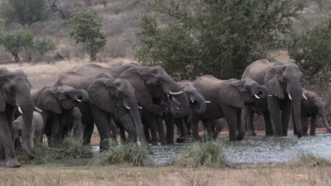 Herde-Durstiger-Afrikanischer-Elefanten-Am-Wasser,-Das-Wasser-Trinkt