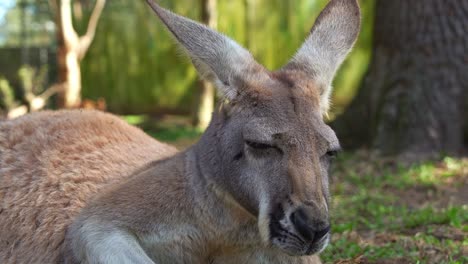 Close-up-shot-of-a-sleepy-kangaroo-lounges-on-the-ground,-resting-and-relaxing-in-the-shade,-Australian-wildlife-species