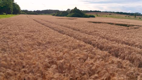 Flight-over-the-wheat-field-at-sunset