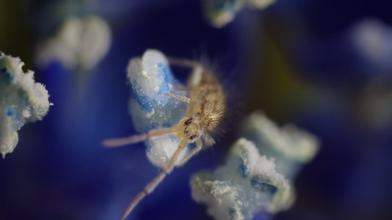 Springtail on anther of flower, eating pollen, macro, plant cells visible. Extreme magnification.