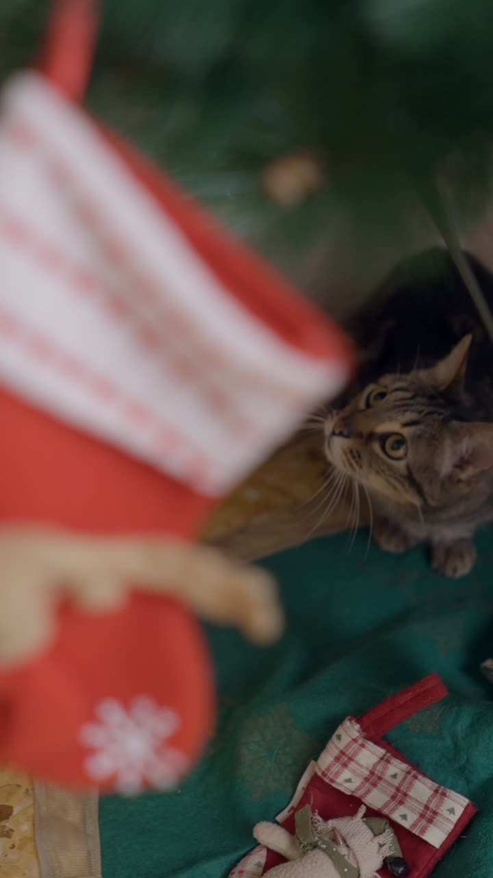A blurry image of a cat under a Christmas tree with stockings