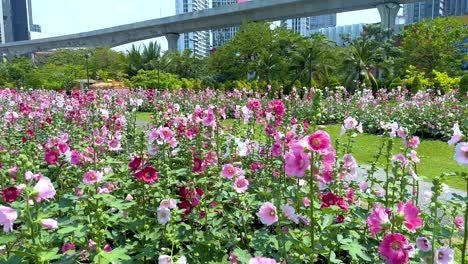 A colorful flower field in Jatujak Park, Bangkok, under bright daylight with urban skyline and lush greenery