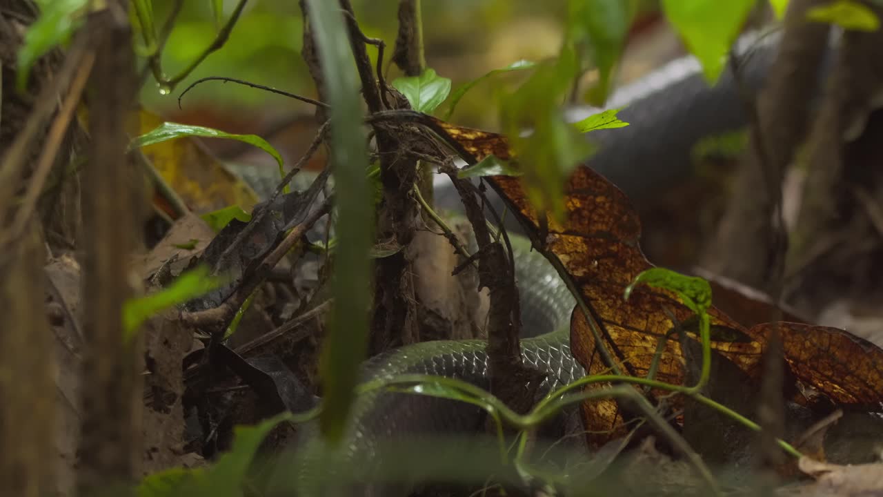 serpiente índigo oriental salvaje deslizándose por el suelo del bosque