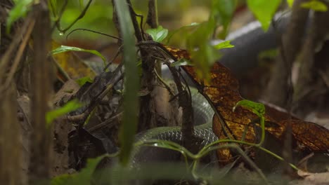 Wild-eastern-Indigo-snake-slithering-through-the-forest-floor