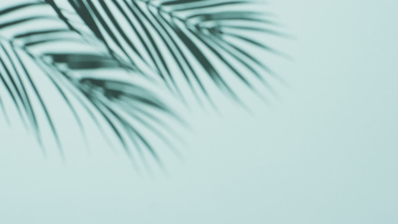 파란색 배경 위에 복사 공간과 함께 움직이는  ⁇ 나무 잎의 그림자의 애니메이션