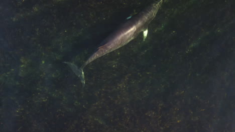 Minke-whale-swimming-in-shallow-water-in-eastern-Quebec