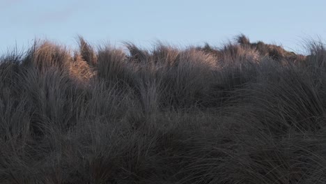 waving grass on a sand dunes with strong wind in the morning