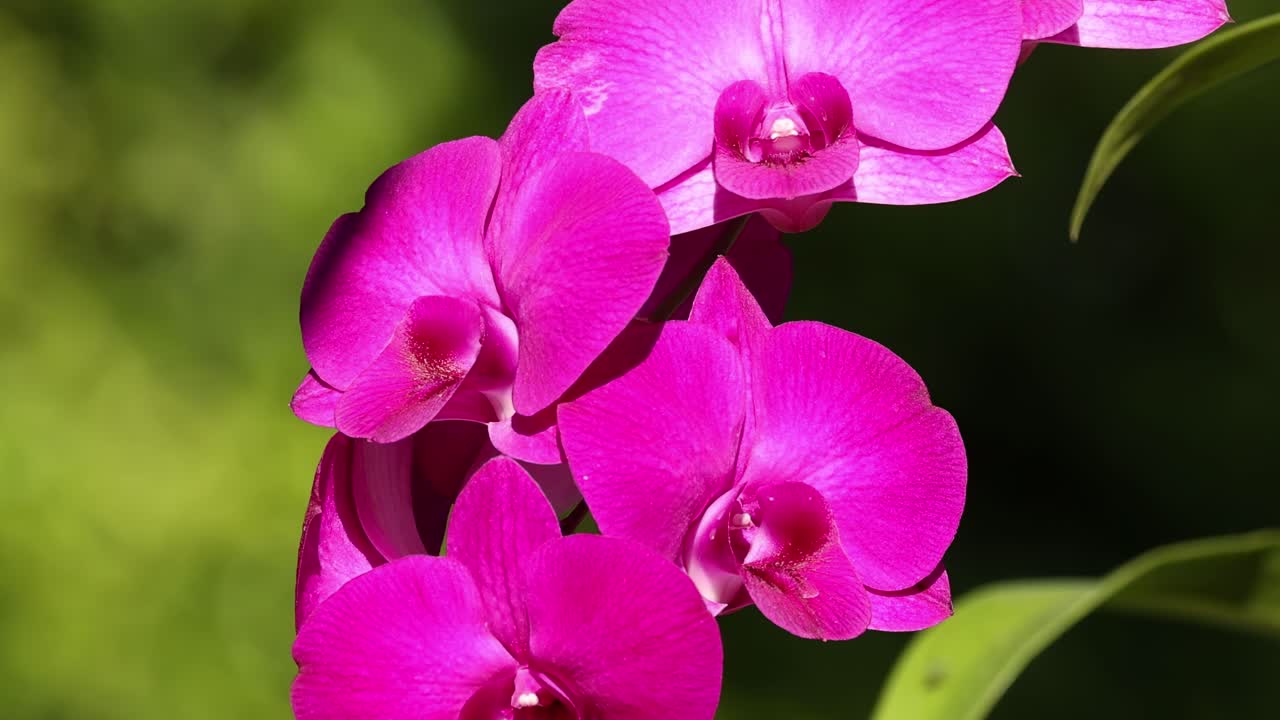 Close-up view of pink orchid flowers with lush green leaves in natural sunlight.