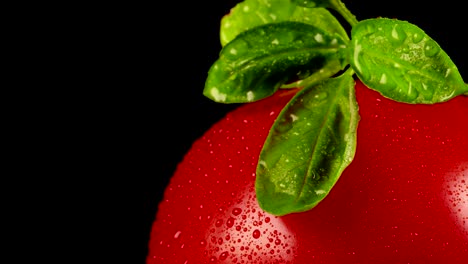 macro view of wet tomato with basil leaves.