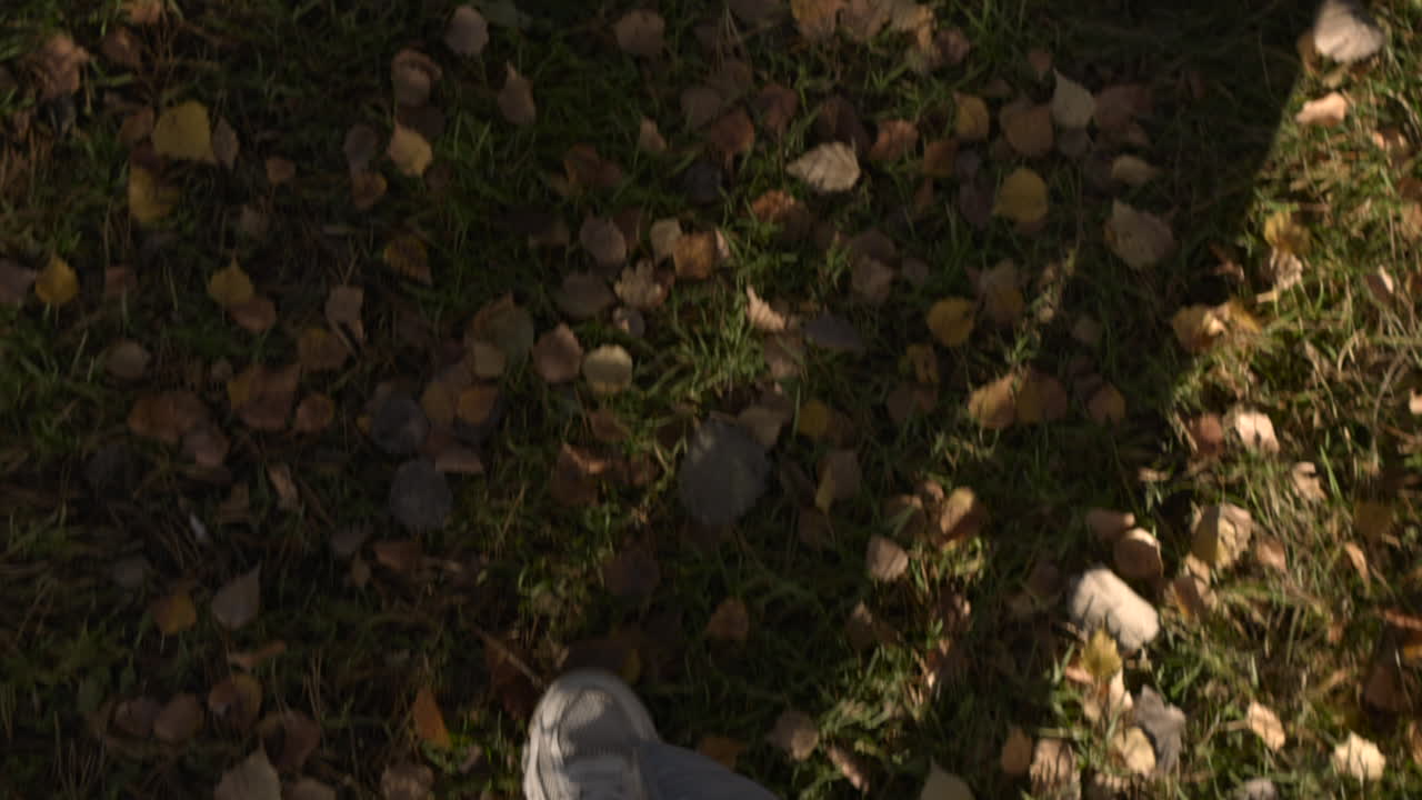 풀 위의 가을 잎