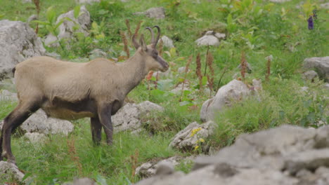 Nahaufnahme-Von-Gämsen-Und-Jungen,-Die-Auf-Einer-Wiese-Hoch-Oben-In-Den-Bergen-Stehen