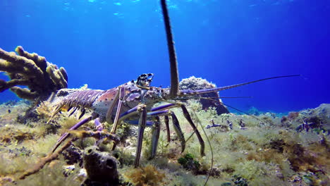 langoustine avanza en el fondo del mar