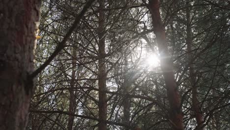 reveal shot with the sun hitting the camera as it moves around a tree in a forest