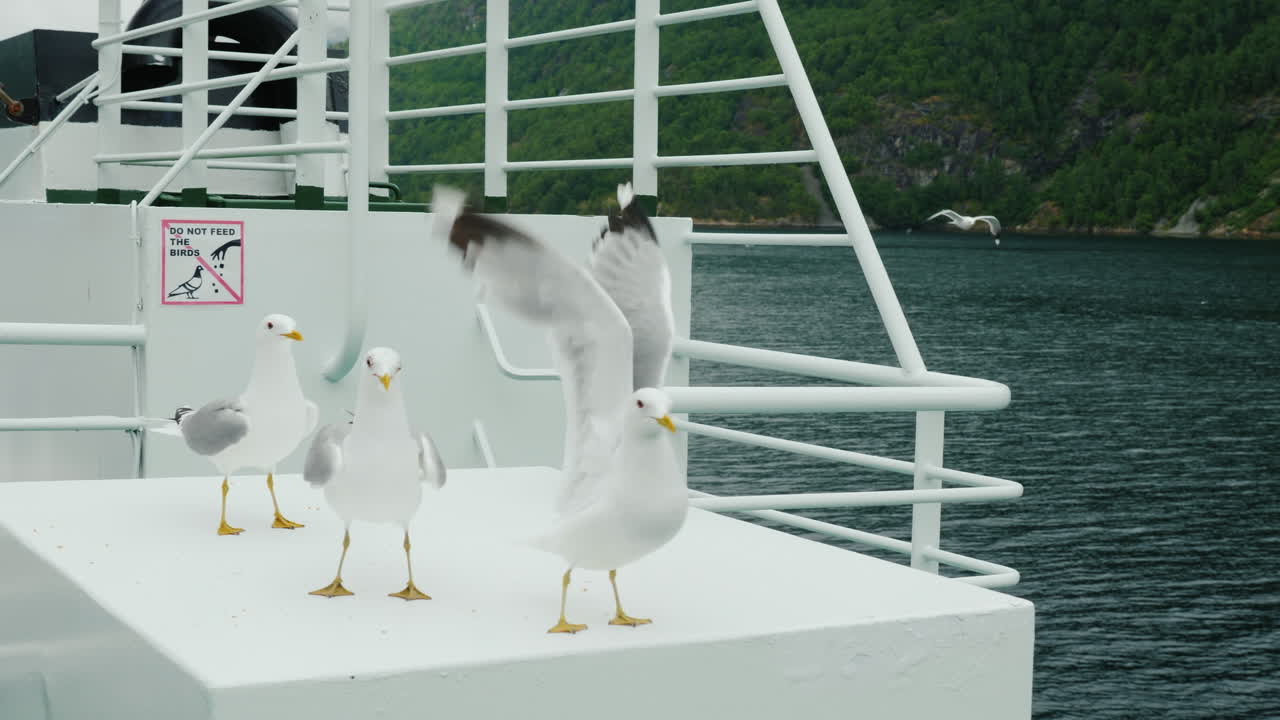 거만한 갈매기는 그들이 proh에 태블릿의 배경에 대해 관광객을 던지는 빵을 먹는다