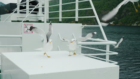 arrogant seagulls eat bread which they throw tourists against the background of a tablet on the proh