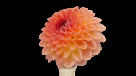 rotating orange dahlia flower with alpha channel, 4k seamless loop