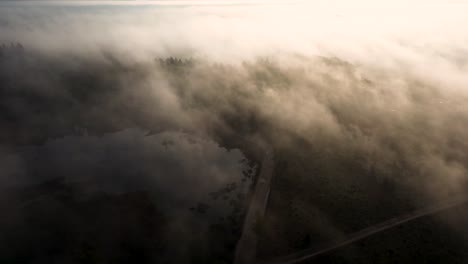 misty forest from above