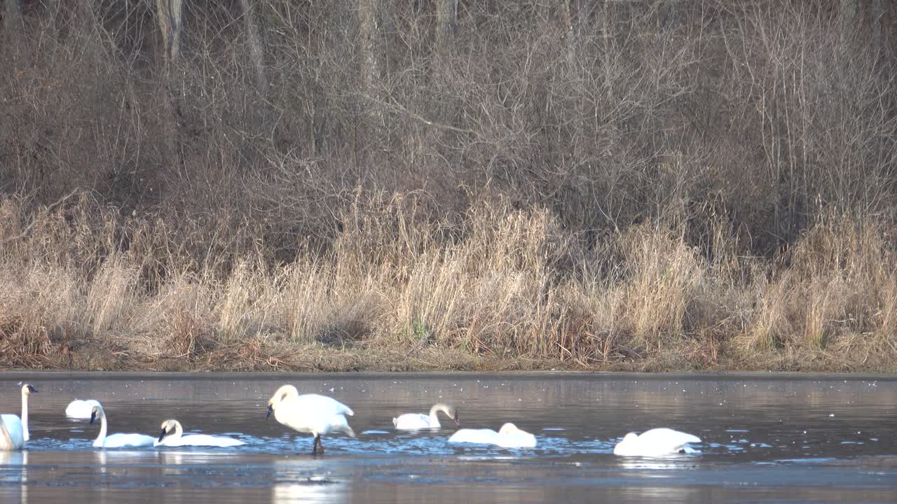 Flock of Tundra Swans Swimming and Flapping Wings in a Winter Lake
