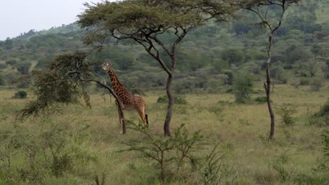 peculiar comportamiento de las jirafas en el parque nacional de akagera ruanda