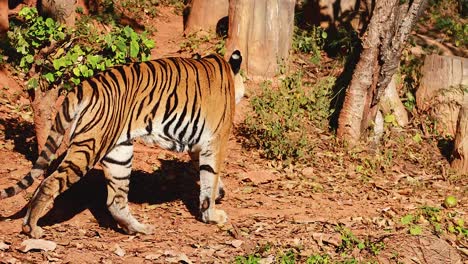 un tigre camina a través de su recinto