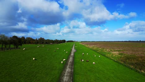 dyke with sheep grazing in a cloudy day at Wadden Sea in germany. Gorgeous aerial view flight overflight flyover drone