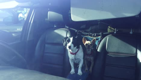 3-Perros-Atrapados-En-Un-Automóvil-En-Un-Día-Caluroso-Y-Soleado-En-Un-Estacionamiento-De-Lidl-En-Longton,-Justo-Al-Lado-De-La-Calle-Principal