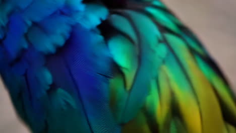 detailed close-up of vibrant bird feathers