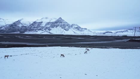 reindeer grazing in mountains