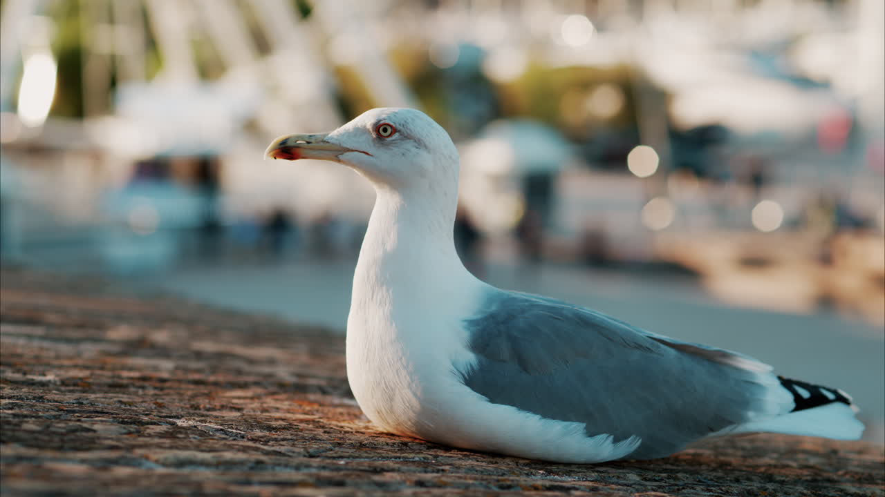 Close up of a seagull at the beach with a blurred ferris wheel on the background