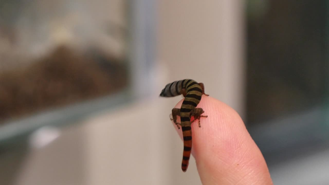 sphaerodactylus elegans geco reptil en primer plano