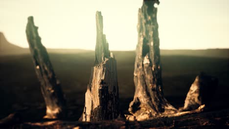 troncos y troncos después del incendio forestal