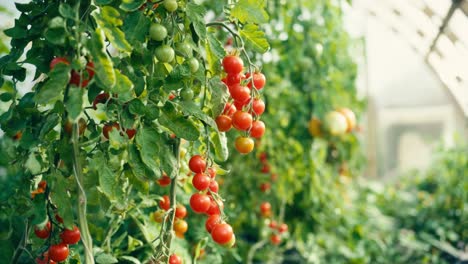 Tomates-Cherry-Orgánicos-Con-Frutas-Maduras-En-Invernadero