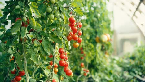 organic cherry tomatoes with ripe fruits in the greenhouse