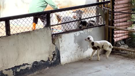 sheep and lambs interacting in a zoo enclosure