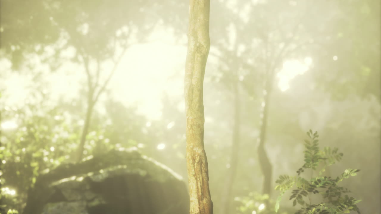Sunlight filters through trees revealing a tall wooden stump in lush forest