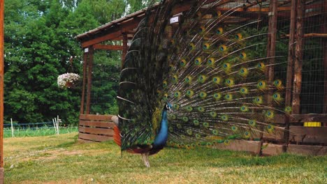 primer plano de la cabeza de un pavo real azul adulto