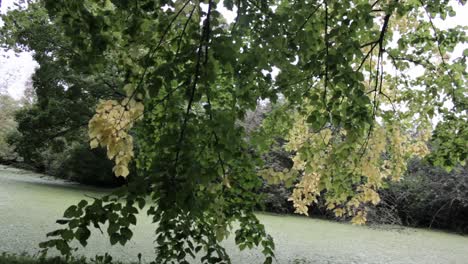 Hojas-Amarillas-Y-Verdes-En-Un-árbol-Sacudidas-Por-El-Viento-Sobre-El-Pantano-Verde-Debajo