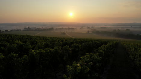 Aerial-shot-flying-low-over-misty-vineyard-at-sunrise-4K