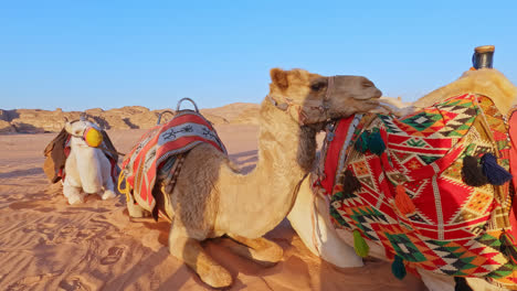 el camello se inclina con la cabeza sobre la joroba de un amigo mientras mastica en el desierto