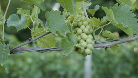 Varios-Racimos-De-Uva-De-Cerca-En-Grapevine