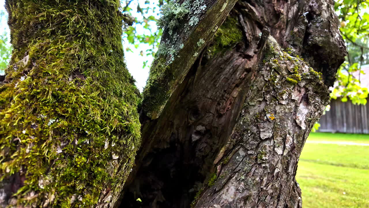 Inside view of a broken bark of tree