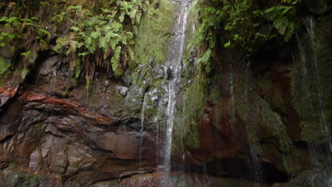 cascada madeira 25 fuentes cascada da risco pan movimiento exótica selva tropical
