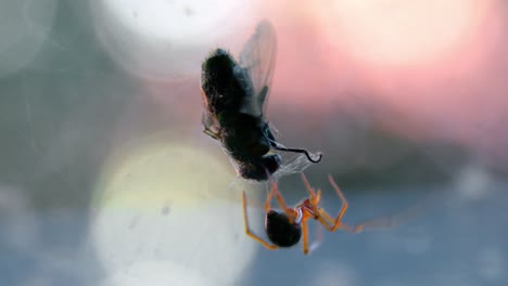 cerca de una araña viuda roja y su presa atrapada en una telaraña