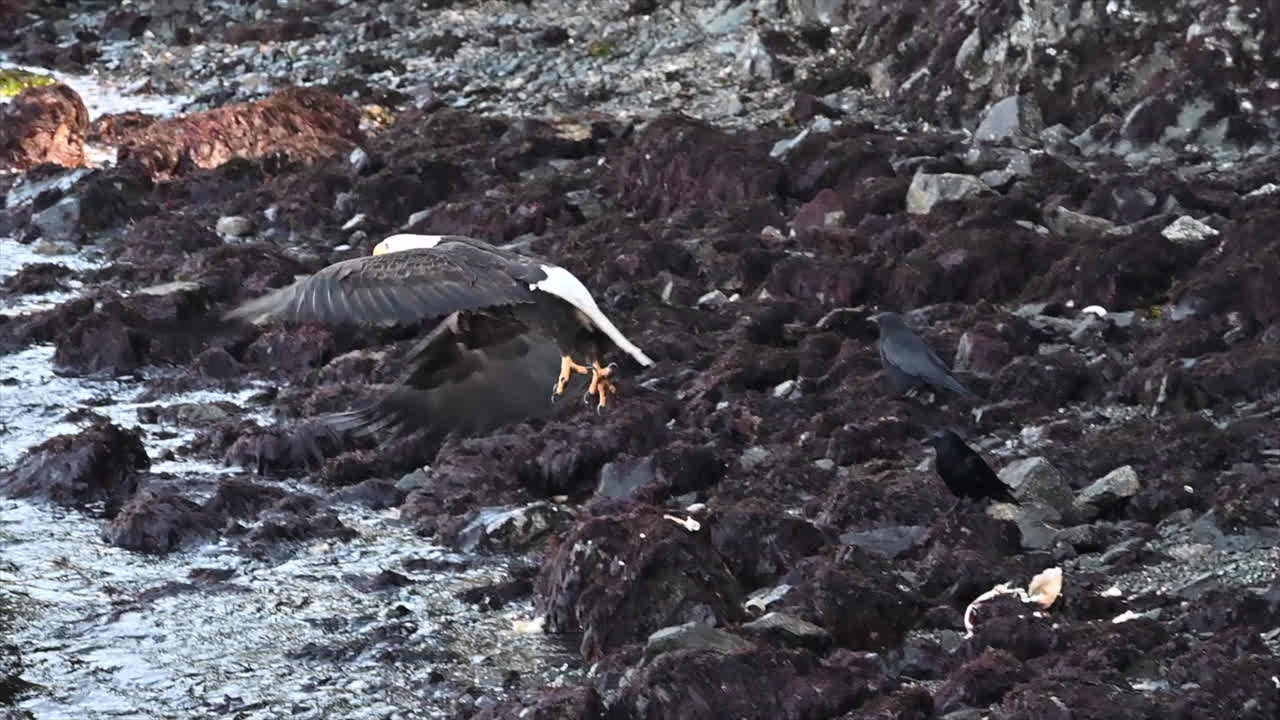 A bald eagle fiercely protects its crab catch from opportunistic crows on the Canadian west coast.