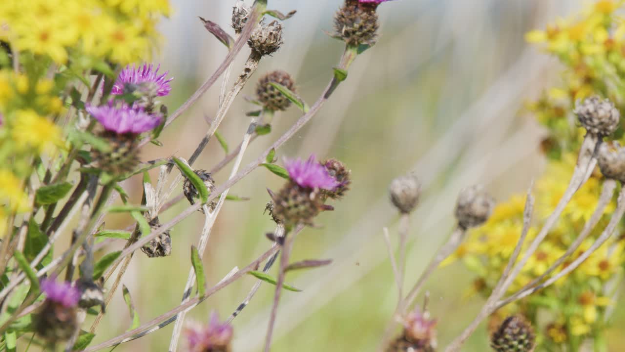 A bee lands on a purple thistle flower, collecting pollen amid yellow wildflowers in a sunlit meadow. Macro shot with gentle camera movement