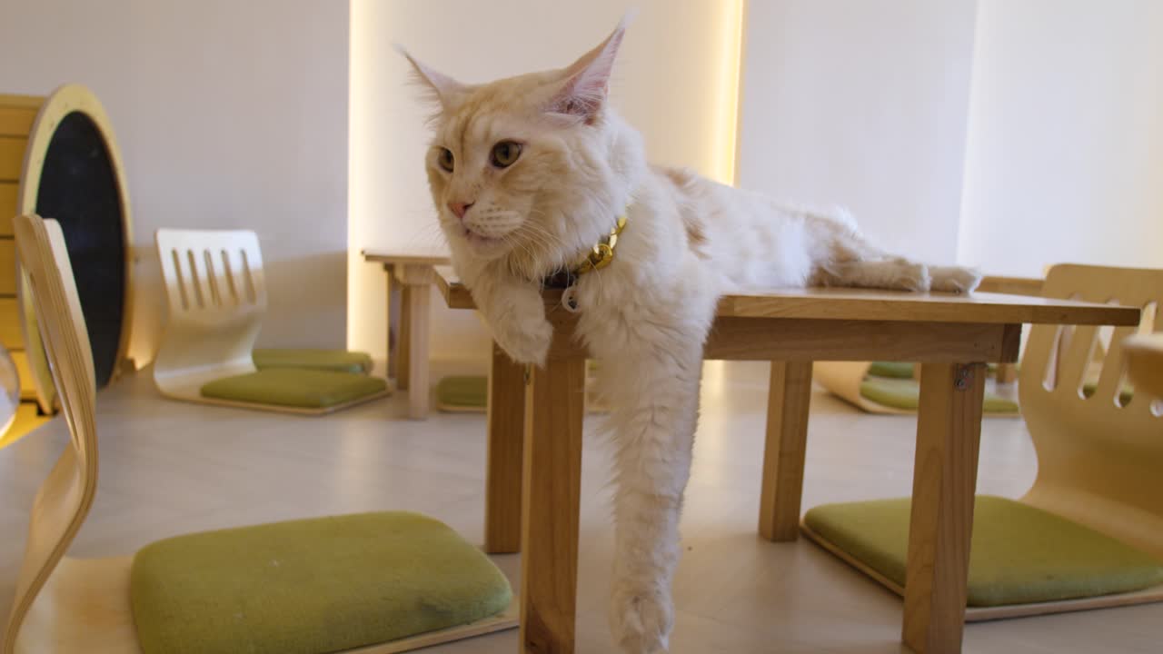 Maine Coon With Gold Chain Necklace Lying Down On Wooden Table At Cat Cafe. wide shot
