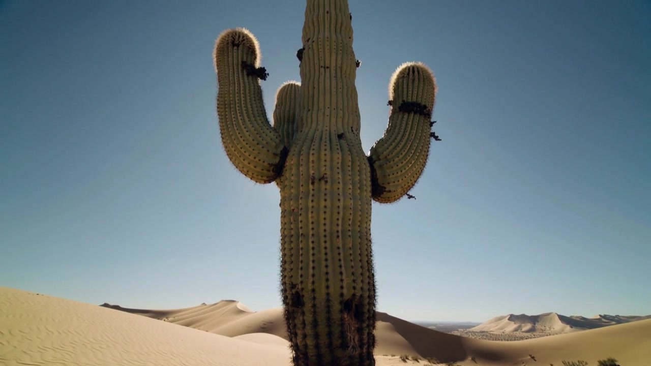 Telecamera che si inclina rivelando un alto cactus saguaro in un deserto sabbioso, esponendo dune ondulate e un cielo sereno.